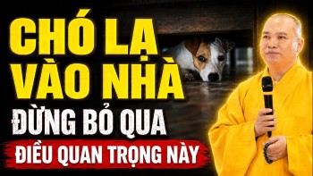 Đột Nhiên Thấy CHÓ LẠ VÀO NHÀ Đừng Bỏ Qua Điều Quan Trọng Này (rất quan trọng) - TT. Thích Đạo Thịnh