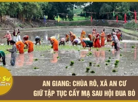 An Giang: Ro Pagoda in An Cu Commune Preserves Rice Planting Tradition After Cow Racing Festival